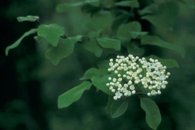 Ryan Hagerty - Blackhaw (Viburnum prunifolium)