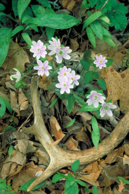 Dr. Thomas G. Barnes - Hepatia (Hepatica americana)