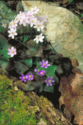 Dr. Thomas G. Barnes - Hepatia (Hepatica americana)