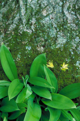 Dr. Thomas G. Barnes - Yellow Clintonia (Clintonia borealis)