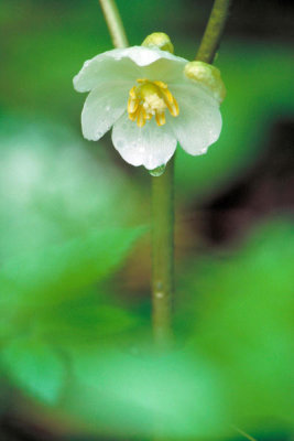 Dr. Thomas G. Barnes - Mayapple (Podophyllum peltatum)