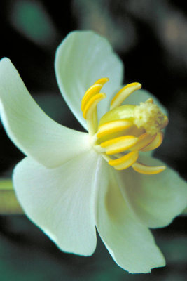 Dr. Thomas G. Barnes - Mayapple (Podophyllum peltatum)