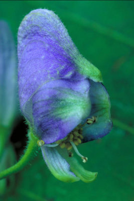 Dr. Thomas G. Barnes - Monk's Hood (Aconitum uncinatum)