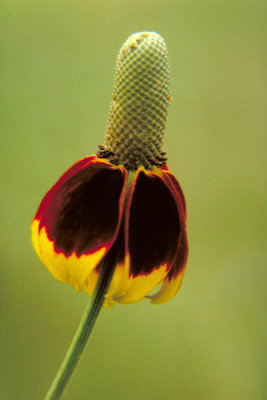 Dr. Thomas G. Barnes - Mexican Hat (Ratibida Columnaris)