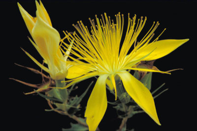 Dr. Thomas G. Barnes - Adonis Blazingstar (Mentzelia multiflora)