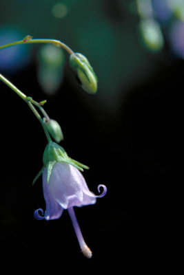 Dr. Thomas G. Barnes - Southern Harebell (Campanula divaricata)