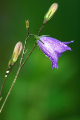 Dr. Thomas G. Barnes - Bluebell (Mertensia virginica)