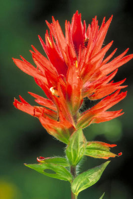 Dr. Thomas G. Barnes - Wyoming Paintbrush (Castilleja linariifolia)