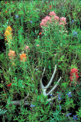 Dr. Thomas G. Barnes - Prairie Paintbrush (Castilleja purpurea)