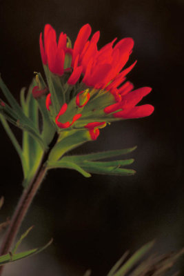 Dr. Thomas G. Barnes - Indian Paintbrush (Castilleja coccinea)