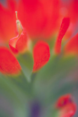 Dr. Thomas G. Barnes - Scarlet Paintbrush (Castilleja miniata)