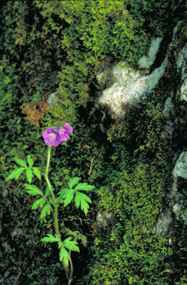 Dr. Thomas G. Barnes - Purple Phacelia