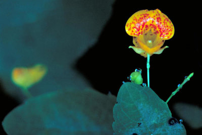 Dr. Thomas G. Barnes - Spotted Jewelweed (Impatiens capensis)