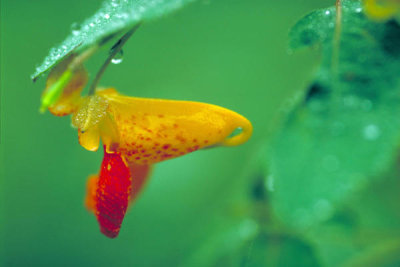 Dr. Thomas G. Barnes - Spotted Jewelweed (Impatiens capensis)