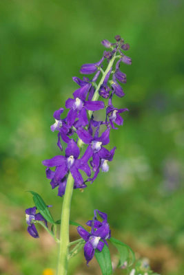 Dr. Thomas G. Barnes - Dwarf Larkspur (Delphinium tricorne)