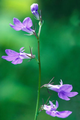 Dr. Thomas G. Barnes - Gattinger's Lobelia (Lobelia appendiculata var. gattingeri)