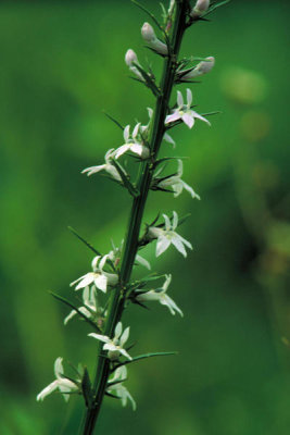 Dr. Thomas G. Barnes - Pale Spiked Lobelia (Lobelia spicata)