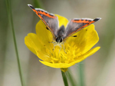Brette Soucie - American Copper Butterfly