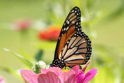 Ron Holmes - Monarch Butterfly (Danaus plexippus)