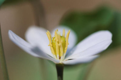 Ryan Hagerty - Twinleaf Blossom (Jeffersonia diphylla)