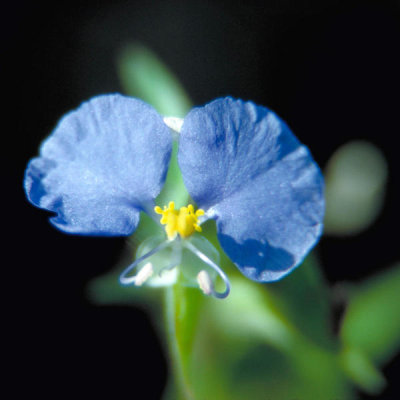 Dr. Thomas G. Barnes - Dayflower (Commelina communis)