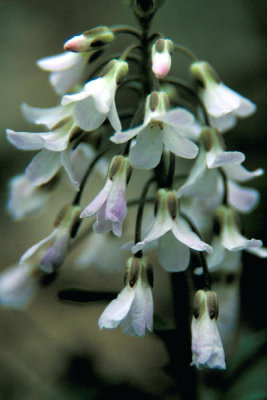 Dr. Thomas G. Barnes - Purple Cress (Cardamine douglasii)