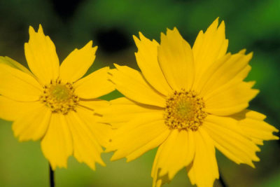 Dr. Thomas G. Barnes - Eared Coreopsis (Coreopsis auriculata)