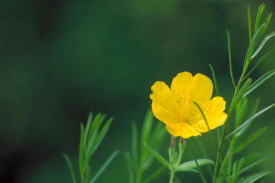 Dr. Thomas G. Barnes - Sundrops (Oenothera fruticosa)