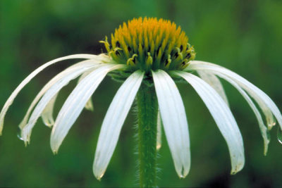 Dr. Thomas G. Barnes - White narrow-leaved Coneflower (Echinacea purpurea)