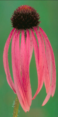Dr. Thomas G. Barnes - Narrow-leaved Coneflower (Echinacea angustifolia)