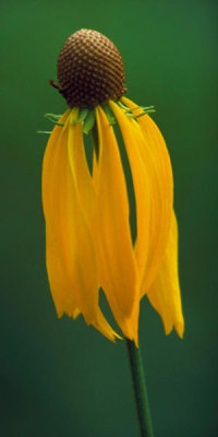 Dr. Thomas G. Barnes - Gray Coneflower (Ratibida Pinnata)