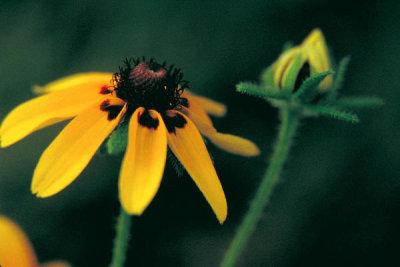 Dr. Thomas G. Barnes - Clasping-leaf Coneflower (Dracopis amplexicaulis)