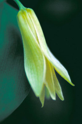 Dr. Thomas G. Barnes - Small Flowered Bellwort (Uvularia sessilifolia)