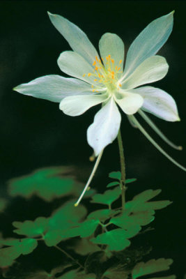 Dr. Thomas G. Barnes - Rocky Mountain Columbine (Aquilegia coerulea)