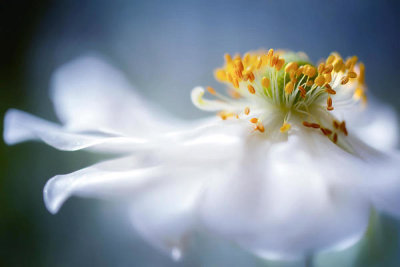 Mandy Disher - Anemone 1