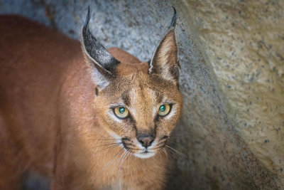 Jeffrey C. Sink - Caracal Portrait