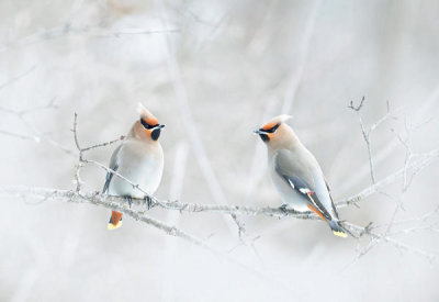 Jim Cumming - Bohemian Waxwings