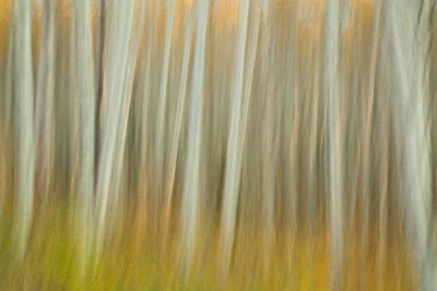 Linda D Lester - Aspen Blur