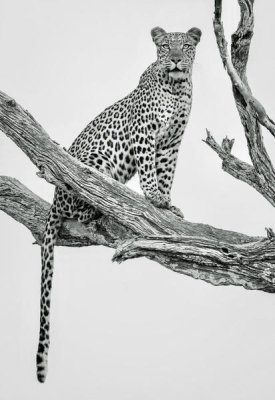 Rob Darby - Leopard Portrait - Mono Var