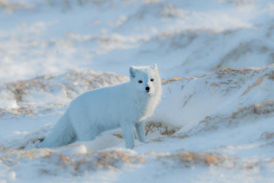 Jie Fischer - Arctic Fox