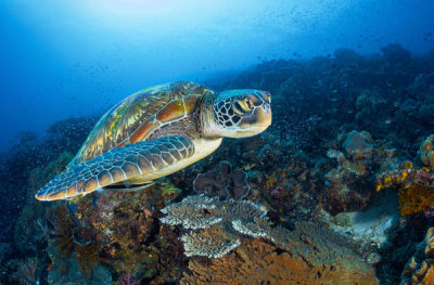 Barathieu Gabriel - Green Sea Turtle From Raja Ampat