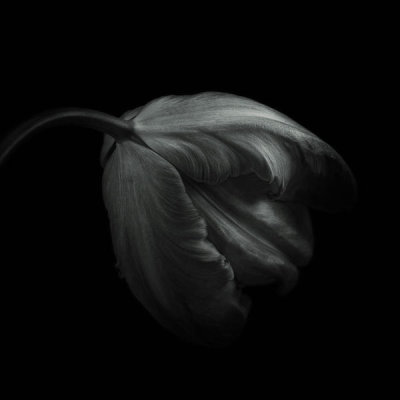 Lotte Gronkjar - Tulip In Monochrome