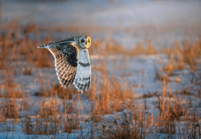 Tao Huang - Short-Eared Owl