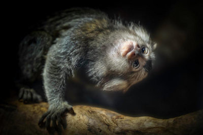 Jealousy - Common Marmoset