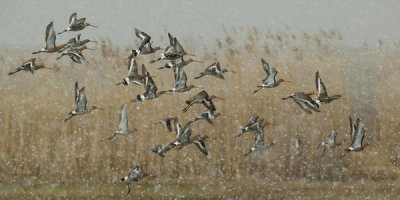 Annie Keizer - Birds In A Snowstorm