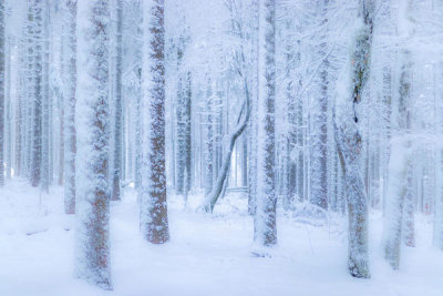 Stephanie Kleimann - Winter Forest
