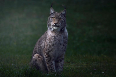 Sergio Saavedra Ruiz - Fine Art Lynx.