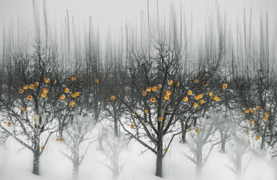 Isam Telhami - Frozen Yellow Apples