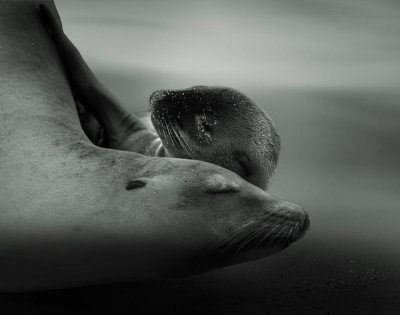Krystina Wisniowska - Sea Lion Pup With The Mother