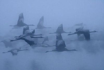 Yaki Zander - Cranes In The Fog